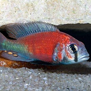 Ptyochromis Hippo Point 3-4 cm
